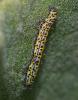 Cucullia verbasci